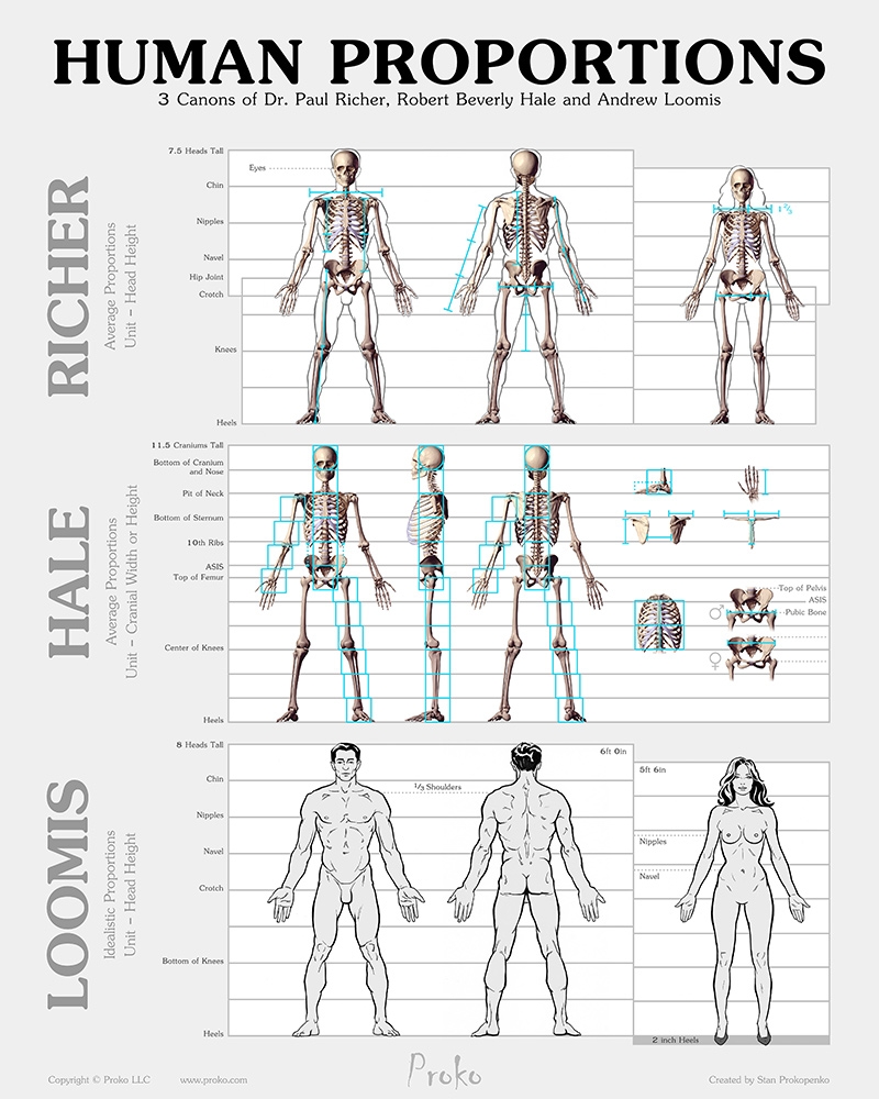 Body Proportions Drawing Chart