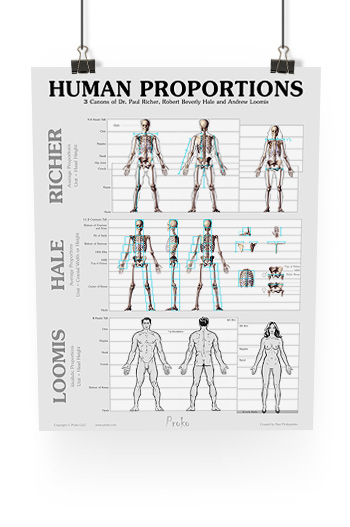 Body Proportions Drawing Chart