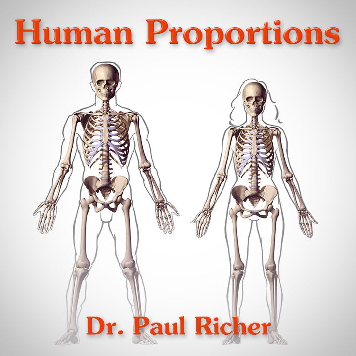 Human Proportions Chart