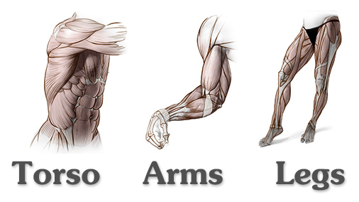 Introduction To Human Anatomy For Artists Proko