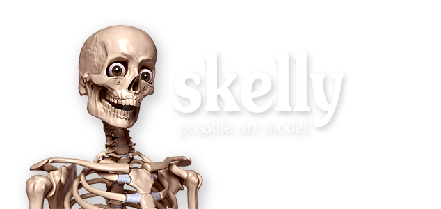 Skelly Poseable Anatomy Model For Artists Proko