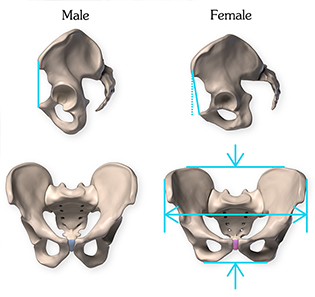Pelvis sexual dimorphism