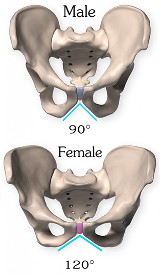 why is the female pelvis wider than the males