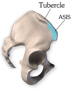 Visible portion of the ASIS