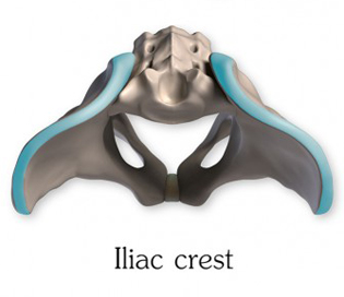 Iliac crest