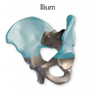 Ilium on the pelvis