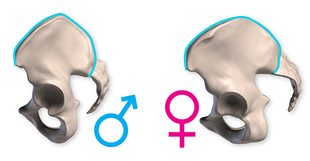 Sexual Dimorphism in Iliac Crest