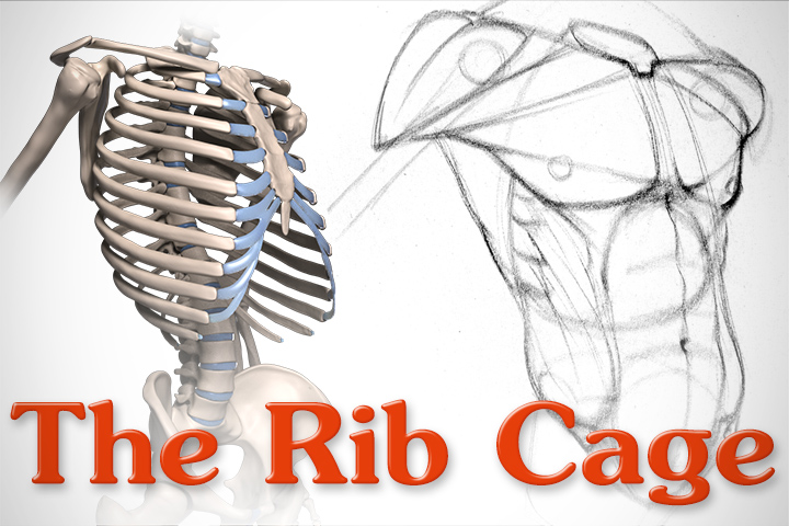 Anatomy Of The Rib Cage Proko
