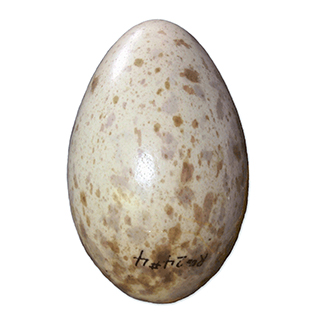 The ribcage is shaped like an egg