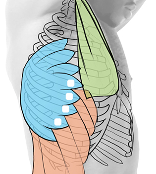 Anatomy Of The Rib Cage Proko