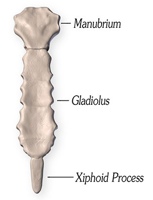 Parts of the sternum- Manubrium, Gladiolus, Xiphoid Process