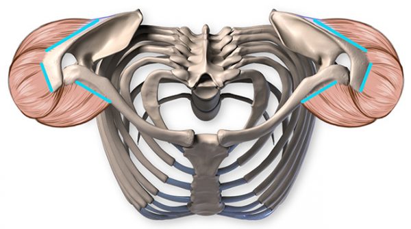 Anatomy of the Shoulder Bones | Proko