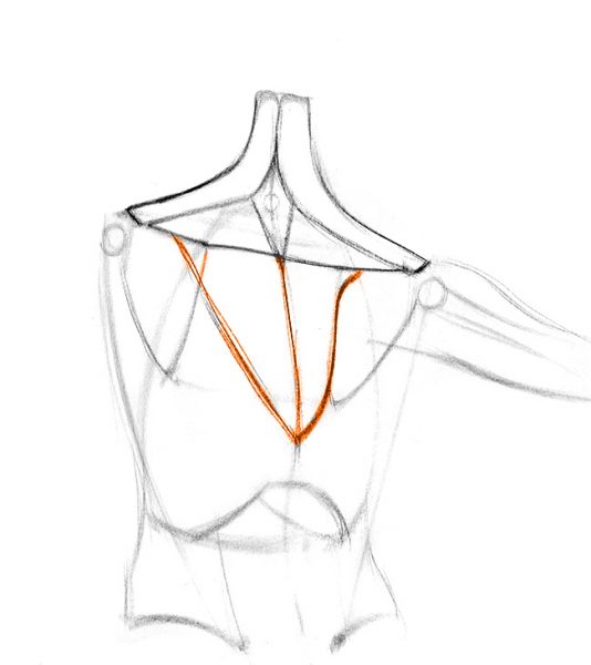 Featured image of post How To Draw A Collar Bone
