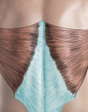 Aponeurosis tendons of the back