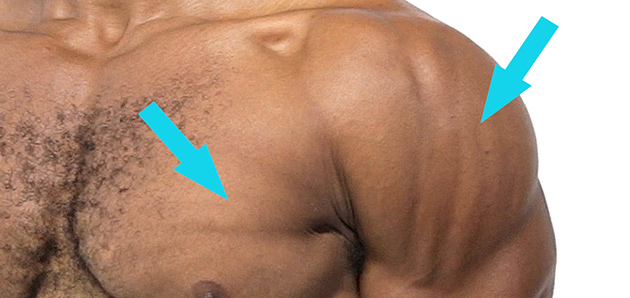 Muscle belly bundles