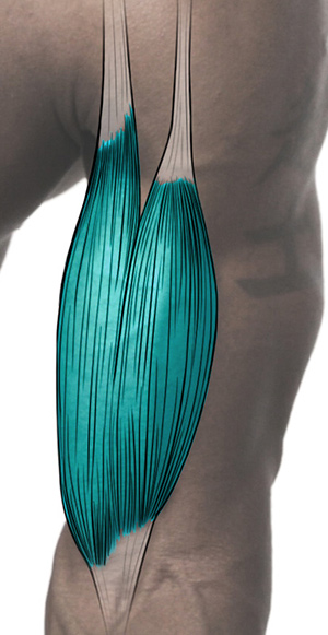 Belly of the muscle