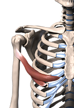 3d model of abdominal portion of the pec muscles