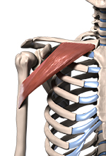 3d model of clavicular portion of the pec muscles