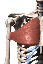 3d model of sternal portion of the pec muscles