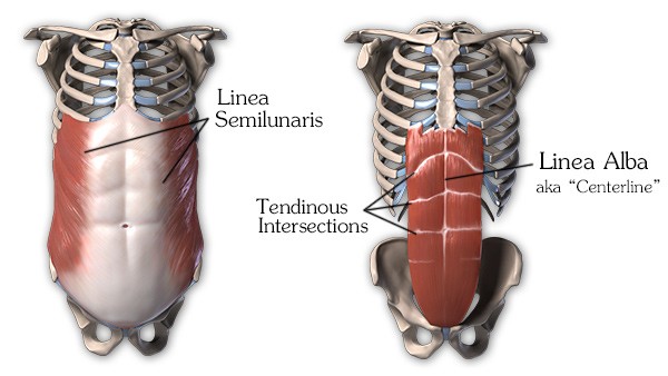 Sections of the Abs