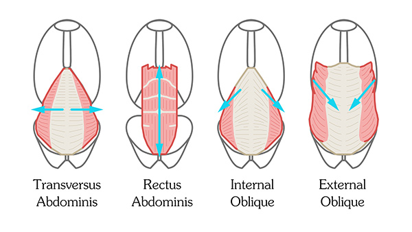 internal external obliques
