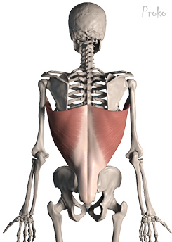 Latissimus Dorsi 3d Anatomy Image