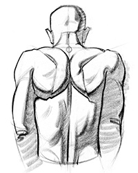 How To Draw Upper Back Muscles Form Proko