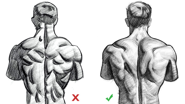 How To Draw Upper Back Muscles Form Proko
