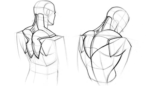 Trapezius-Muscle-Drawing-Showing-Motion.jpg