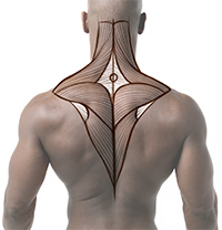 How To Draw The Upper Back Anatomy And Motion Proko