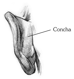 the concha is the back of the ear