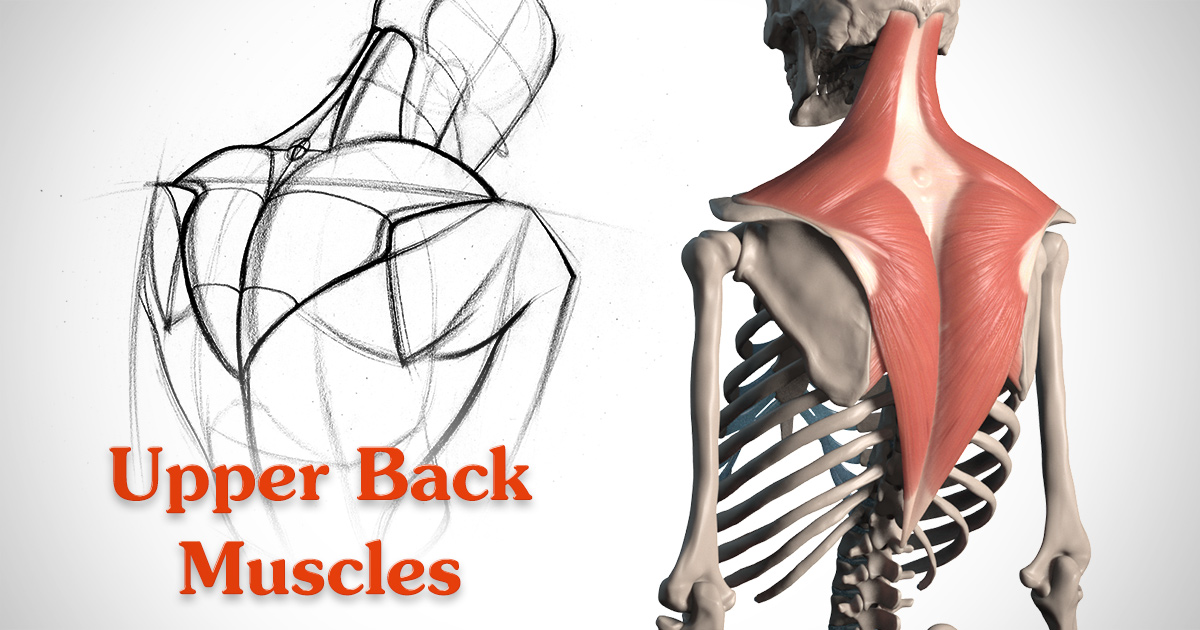 How To Draw The Upper Back Anatomy And Motion Proko