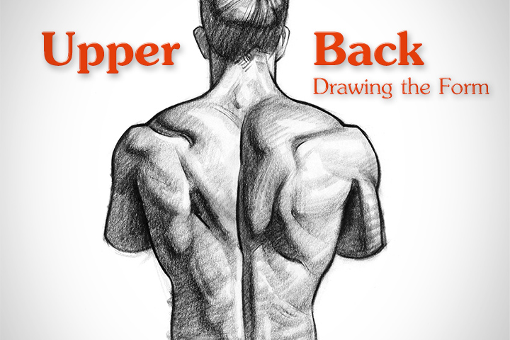 How To Draw Upper Back Muscles Form Proko