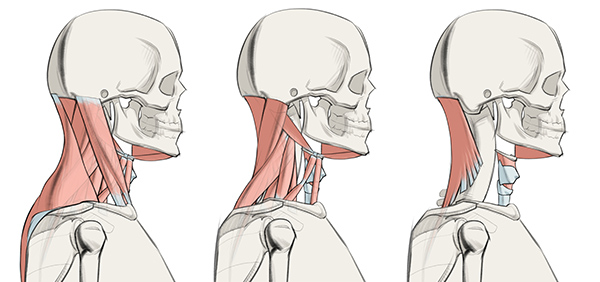 Anatomía de dibujos musculares Artistas cuello