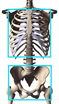 robo bean boundary boxes around ribcage pelvis