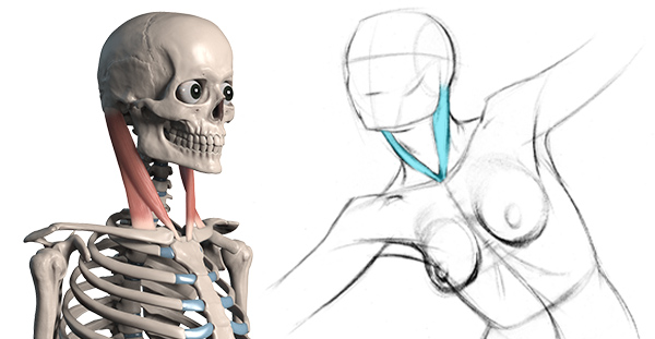 esternocleidomastoideo imagen Gráfico 3d con