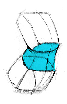 the connection between the ribcage and pelvis premium