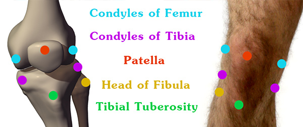 7 condyles du genou