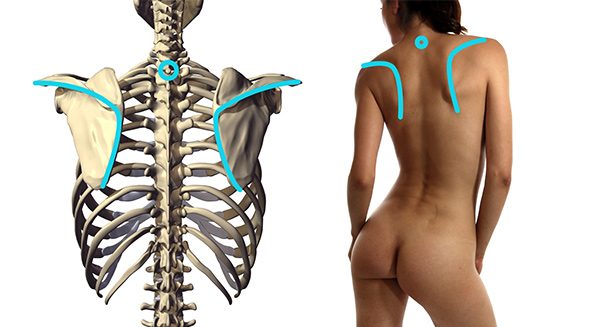 7ème colonne vertébrale cervicale de l'omoplate