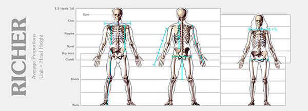 Human Proportions Chart