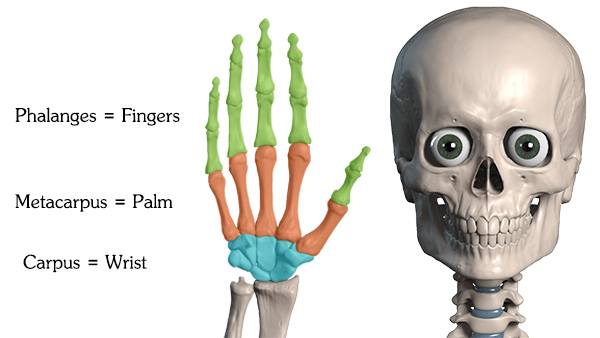 How To Draw Hand Bones Anatomy For Artists Proko