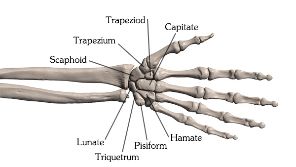 How To Draw Hand Bones Anatomy For Artists Proko