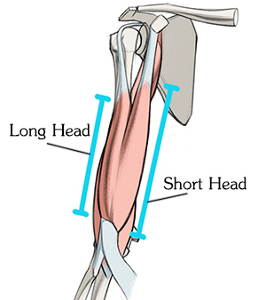 Featured image of post How To Draw Biceps First draw a vertical line down the middle of the face