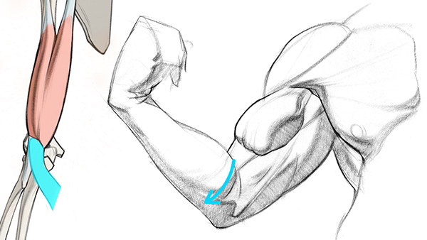 Featured image of post How To Draw Biceps And Triceps The biceps are usually worked using dumbbells but the simplest way to work the short head inner bicep