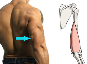 location of medial head on model