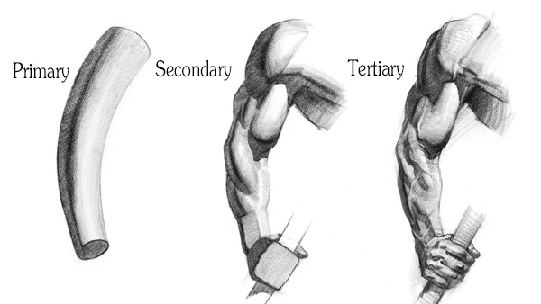 Robert Gapf vs Marcio Abreu Primary-secondary-tertiary-forms-of-the-arm