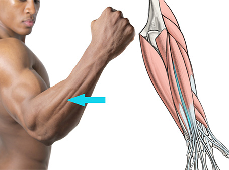 Featured image of post Male Arm Muscle Reference I used a lot of references so you don t have to