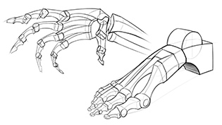 Hand and foot comparison