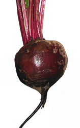 the beet as a spirit animal