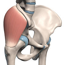Gluteus Medius
